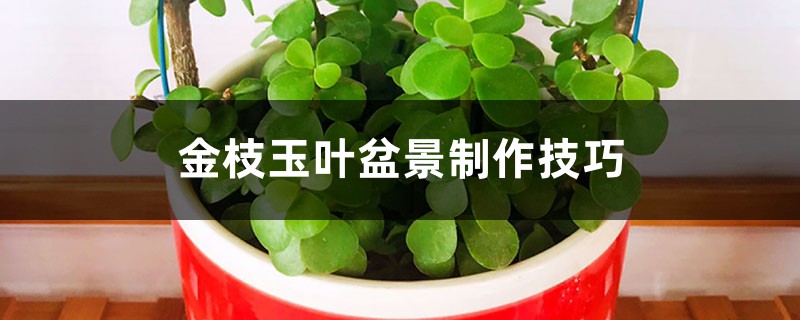 金枝玉叶盆景制作技巧 金枝玉叶盆景制作技巧