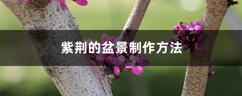 紫荆的盆景制作方法 紫荆的盆景制作方法