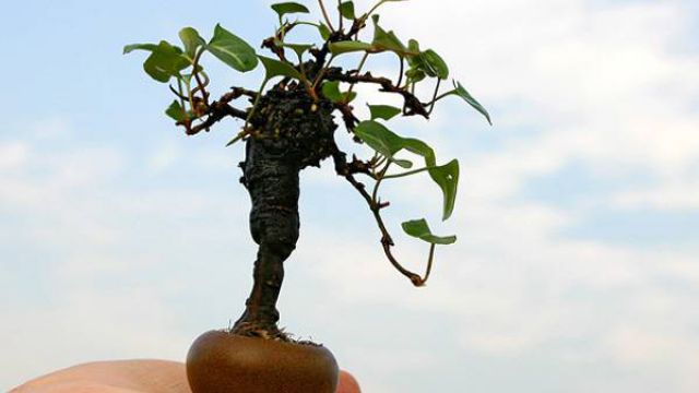 微型盆景的制作步骤 微型盆景的制作步骤