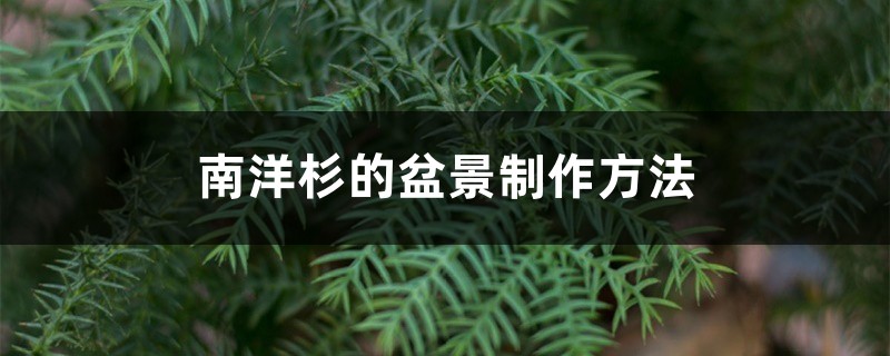 南洋杉的盆景制作方法 南洋杉的盆景制作方法