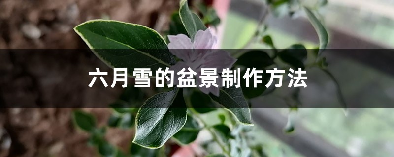 六月雪的盆景制作方法 六月雪的盆景制作方法