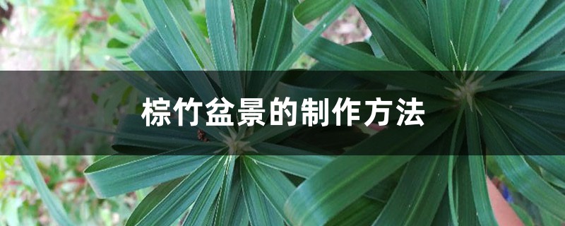 棕竹盆景的制作方法 棕竹盆景的制作方法