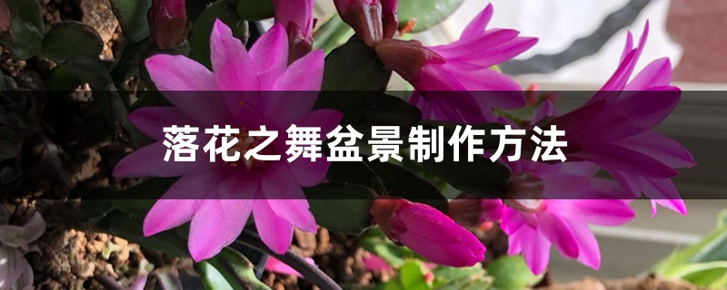 落花之舞盆景制作方法 落花之舞盆景制作方法