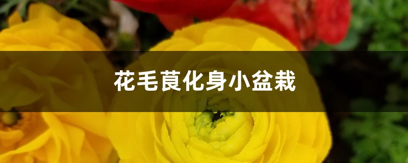 花毛茛化身小盆栽 花毛茛化身小盆栽