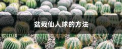 盆栽仙人球的方法