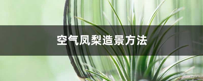 空气凤梨造景方法 空气凤梨造景方法