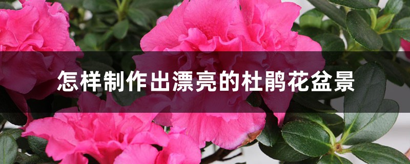 怎样制作出漂亮的杜鹃花盆景 怎样制作出漂亮的杜鹃花盆景