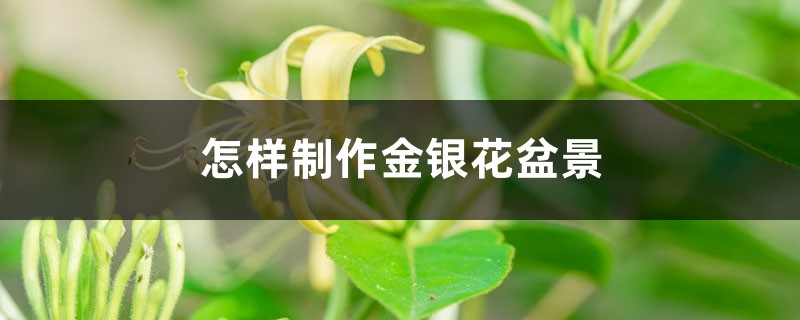 怎样制作金银花盆景 怎样制作金银花盆景