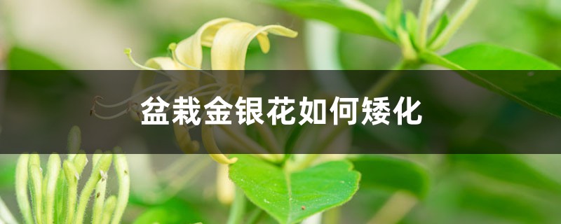 盆栽金银花如何矮化 盆栽金银花如何矮化