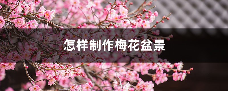 怎样制作梅花盆景 怎样制作梅花盆景