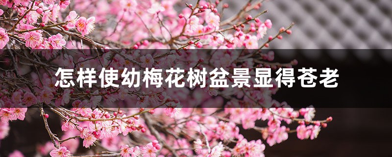 怎样使幼梅花树盆景显得苍老 怎样使幼梅花树盆景显得苍老