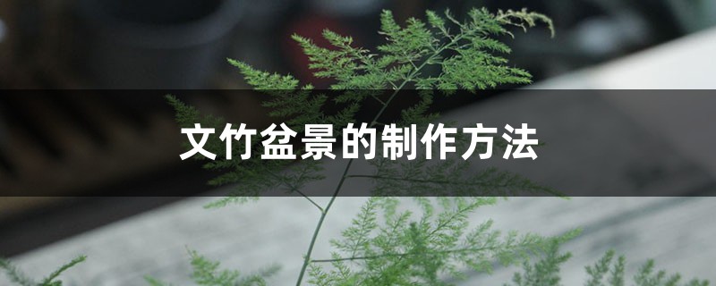 文竹盆景的制作方法 文竹盆景的制作方法