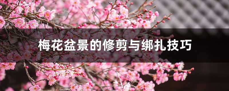 梅花盆景的修剪与绑扎技巧 梅花盆景的修剪与绑扎技巧