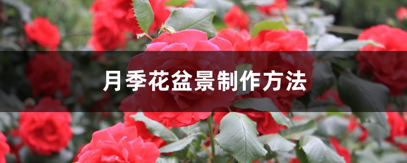 月季花盆景制作方法 月季花盆景制作方法