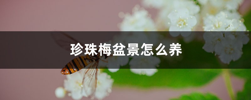 珍珠梅盆景怎么养