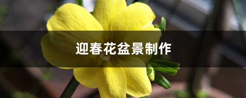 迎春花盆景制作 迎春花盆景制作