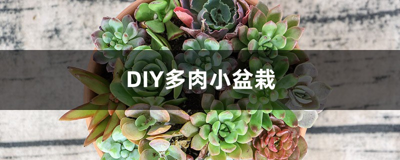 DIY多肉小盆栽