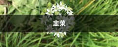 现在流行花盆里种“韭菜”，学会这个方法，收了一茬又一茬！