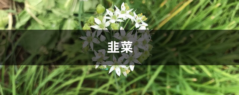 现在流行花盆里种“韭菜”,学会这个方法,收了一茬又一茬! 现在流行花盆里种“韭菜”,学会这个方法,收了一茬又一茬!