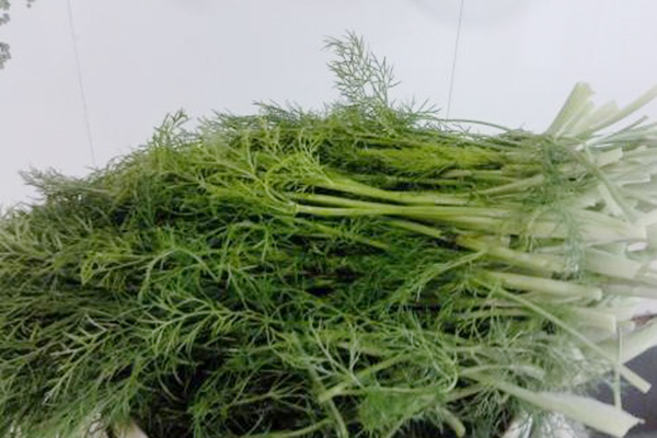 秋天阳台撒点种子,长出来的“菜”,用来包包子,好吃不贵 秋天阳台撒点种子,长出来的“菜”,用来包包子,好吃不贵