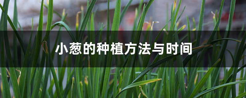 小葱的种植方法与时间 小葱的种植方法与时间