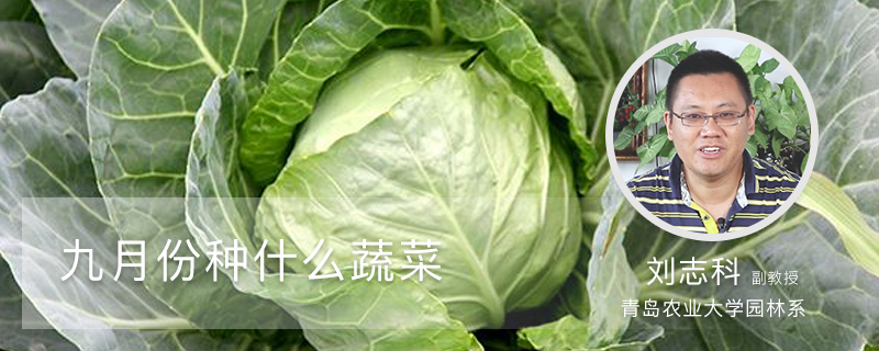 九月份种什么蔬菜 九月份种什么蔬菜