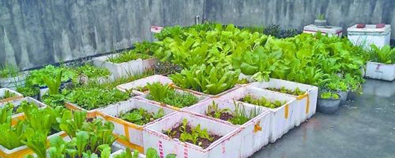 泡沫箱种菜有毒吗 泡沫箱种菜有毒吗