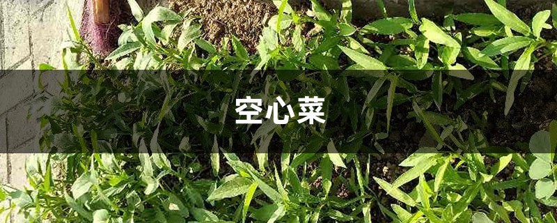 家里养盆“空心菜”，营养丰富好处多，关键是好养