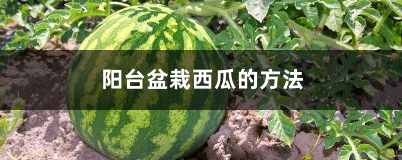 阳台盆栽西瓜的方法 阳台盆栽西瓜的方法