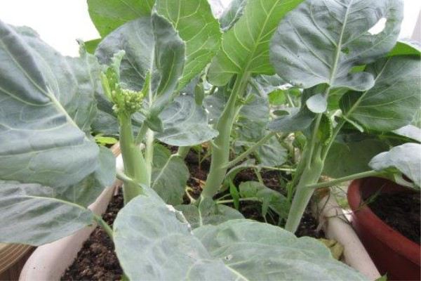 芥蓝的阳台种植方法 芥蓝的阳台种植方法