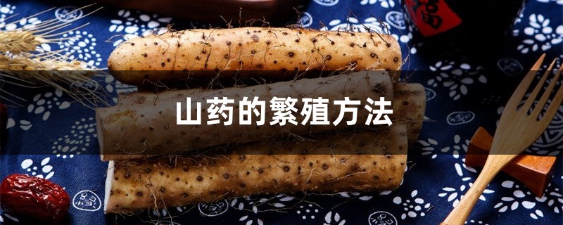 山药的繁殖方法 山药的繁殖方法