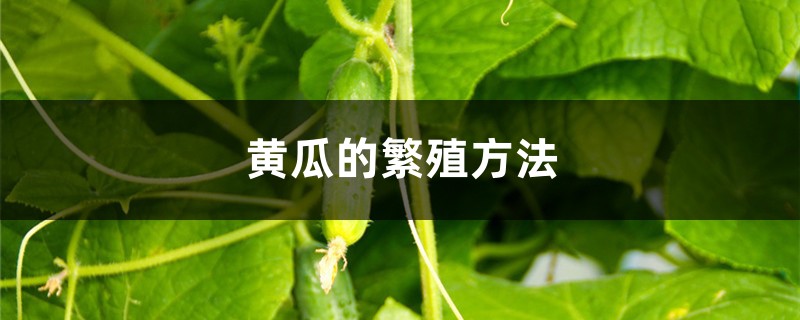 黄瓜的繁殖方法 黄瓜的繁殖方法
