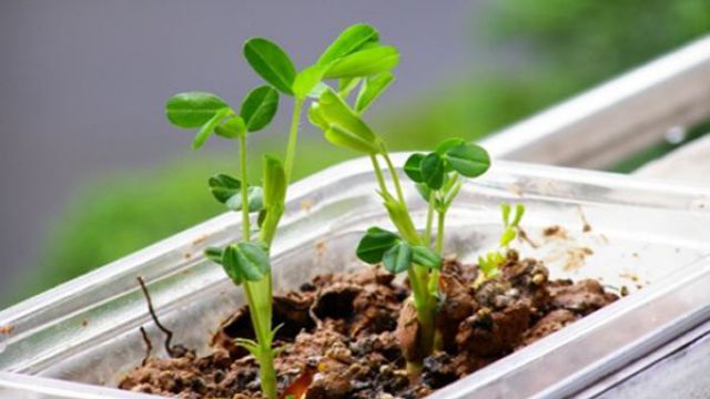 花生盆栽的种植方法 花生盆栽的种植方法
