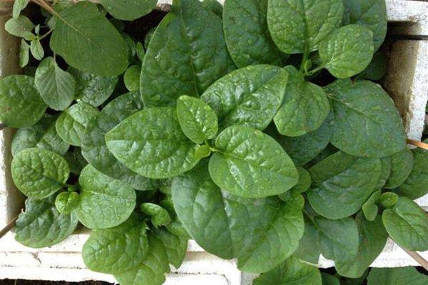 潺菜阳台播种方法 潺菜阳台播种方法