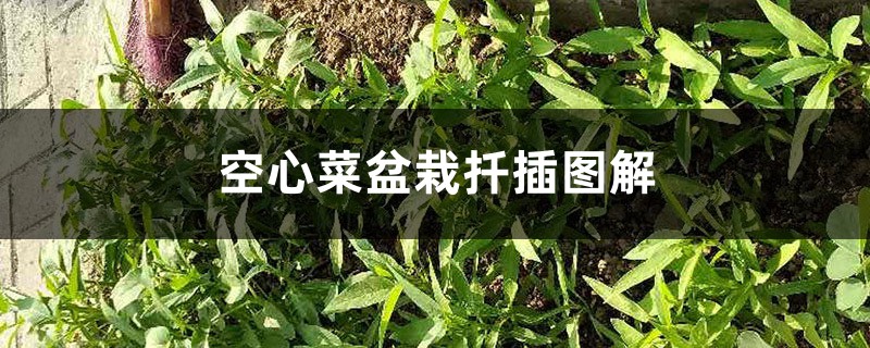 空心菜盆栽扦插图解 空心菜盆栽扦插图解