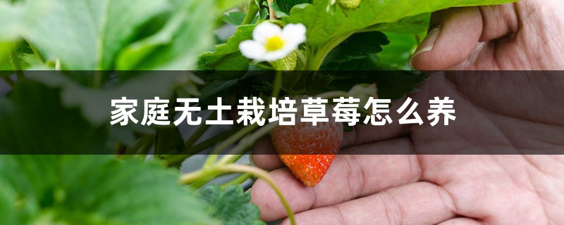 家庭无土栽培草莓怎么养