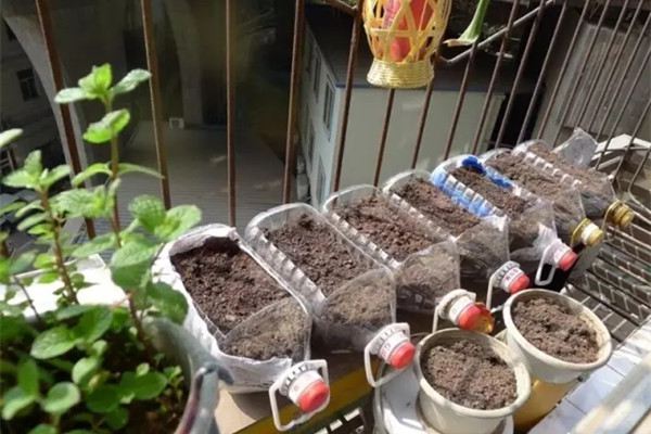 现在种上这8种菜,过年就能上桌了! 现在种上这8种菜,过年就能上桌了!