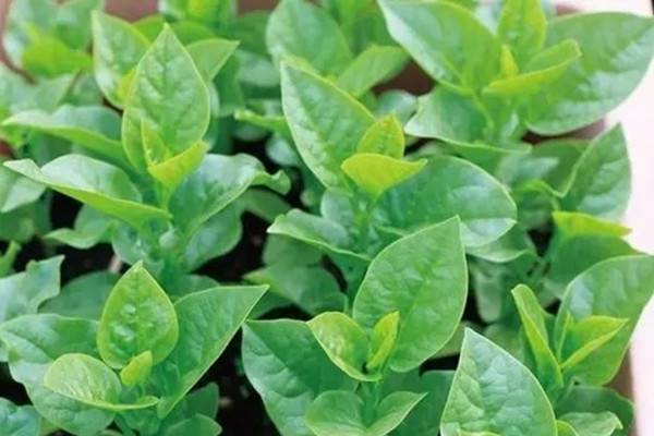 6个种菜不失败的小秘密 6个种菜不失败的小秘密