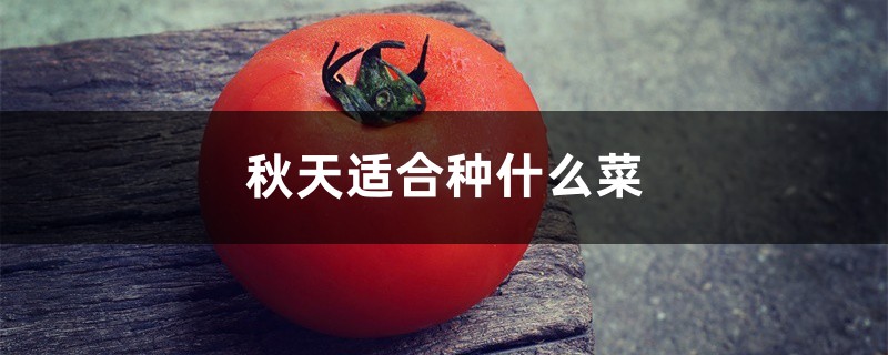 秋天适合种什么菜 秋天适合种什么菜