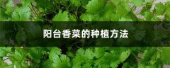 阳台香菜的种植方法