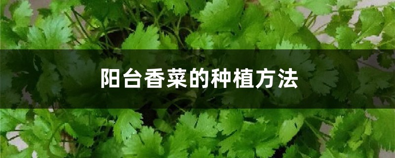阳台香菜的种植方法 阳台香菜的种植方法