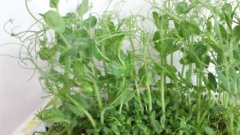 阳台豌豆的种植方法