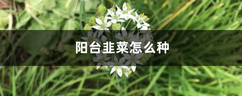 阳台韭菜怎么种 阳台韭菜怎么种