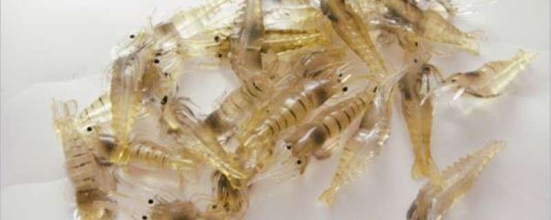 淡水虾的养殖技术 淡水虾的养殖技术