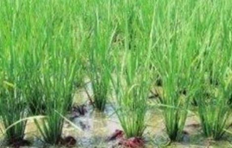 基围虾稻田养殖技术