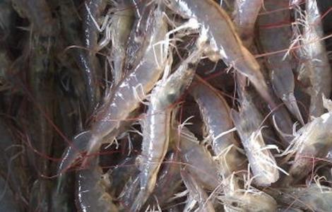 南美白对虾 养殖 注意事项