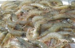 养殖南美白对虾的注意事项