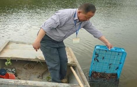 龙虾 具体流程 养殖