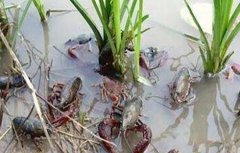 养殖小龙虾的具体流程