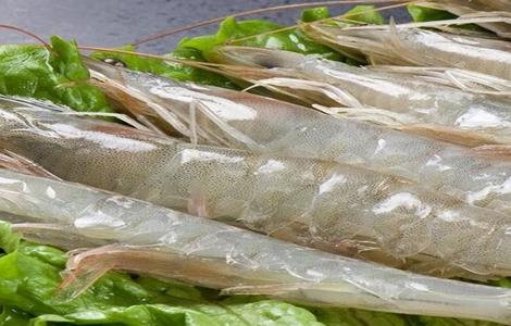 南美白对虾 养殖 技术